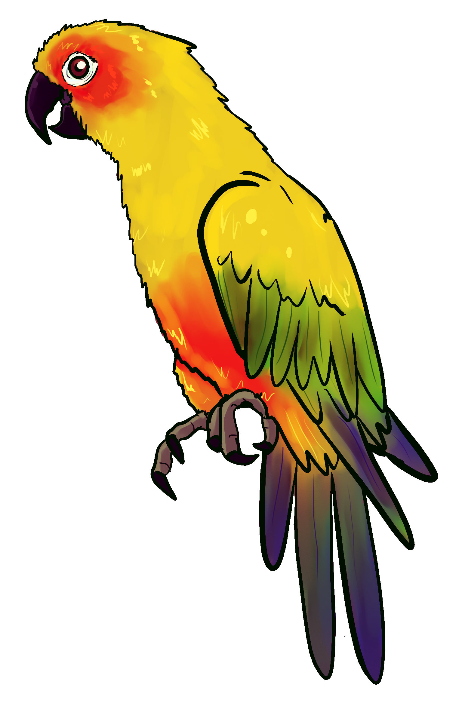 Parrot Picture Drawing Free download on ClipArtMag