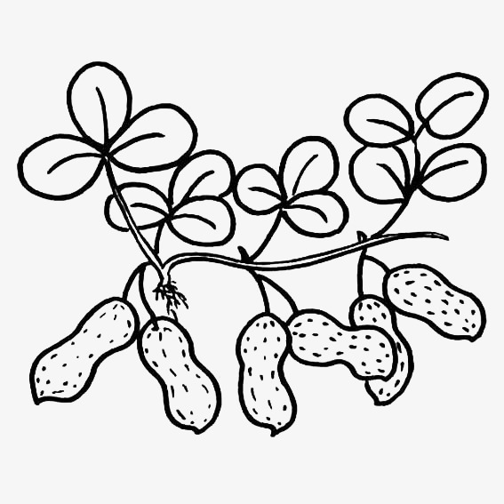 Peanut Line Drawing Free download on ClipArtMag