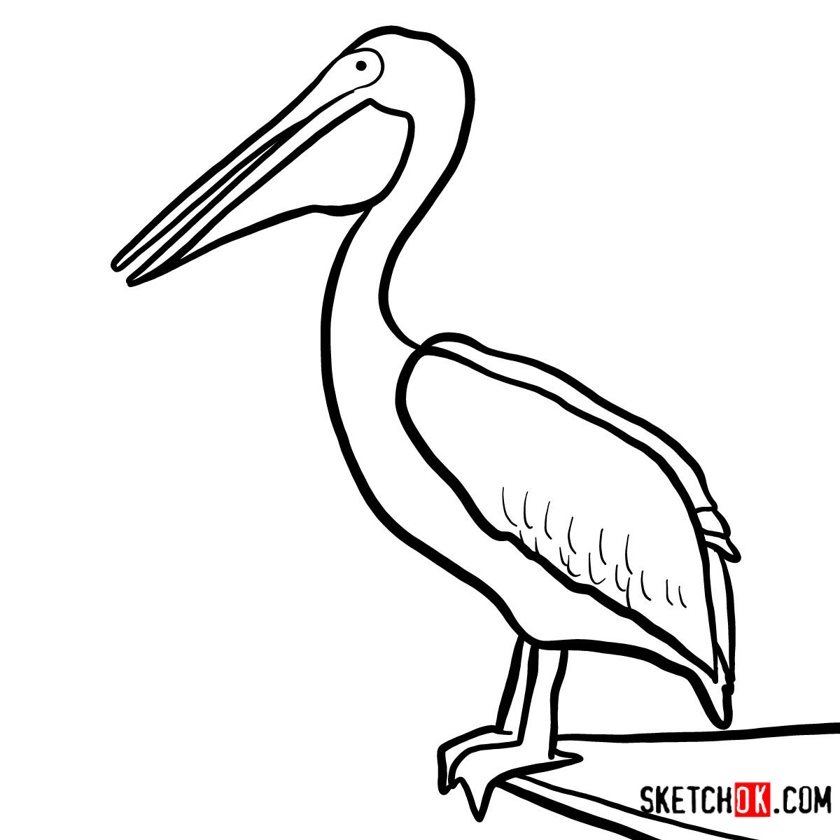 Pelican Drawing | Free download on ClipArtMag