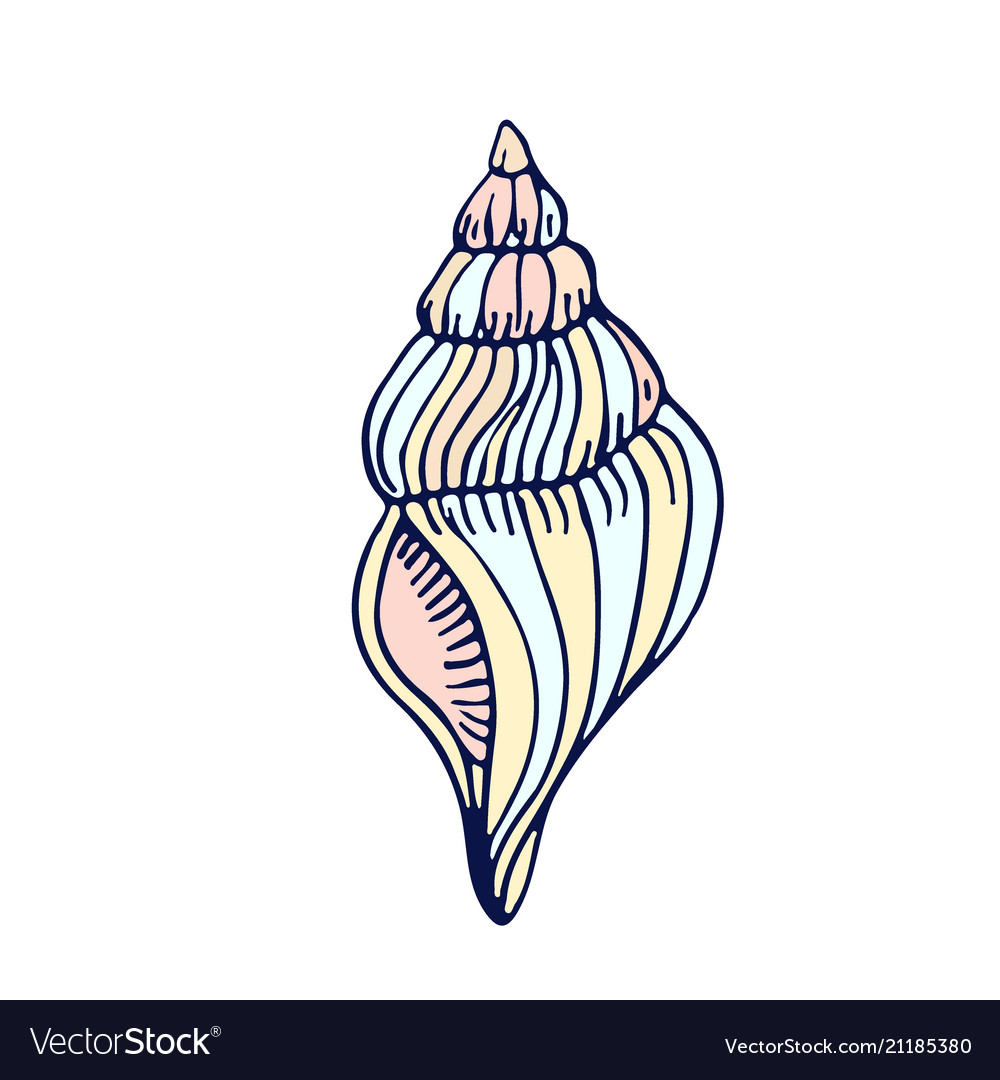 35+ Trends For Easy Simple Conch Shell Drawing | Barnes Family