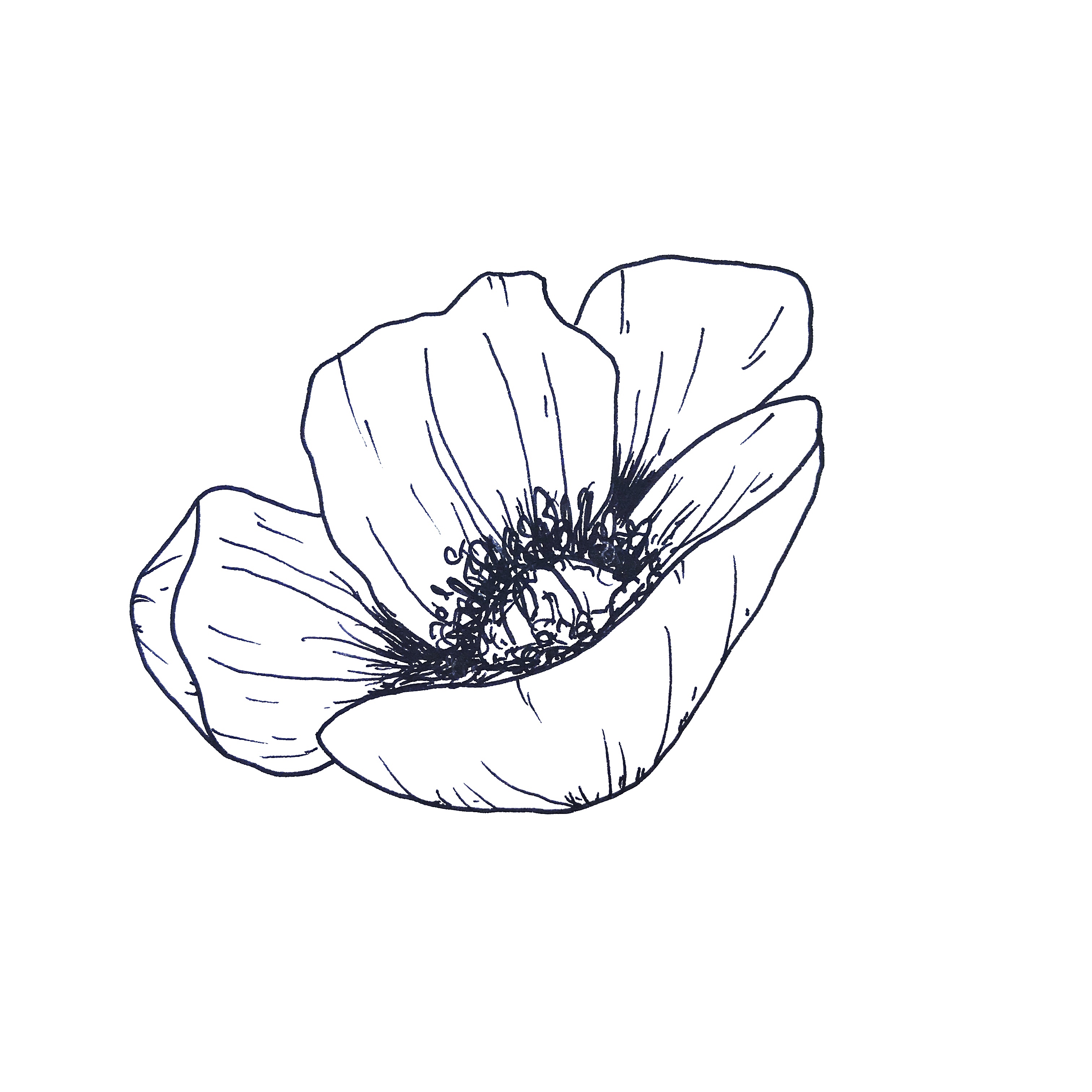 Petal Drawing Free download on ClipArtMag