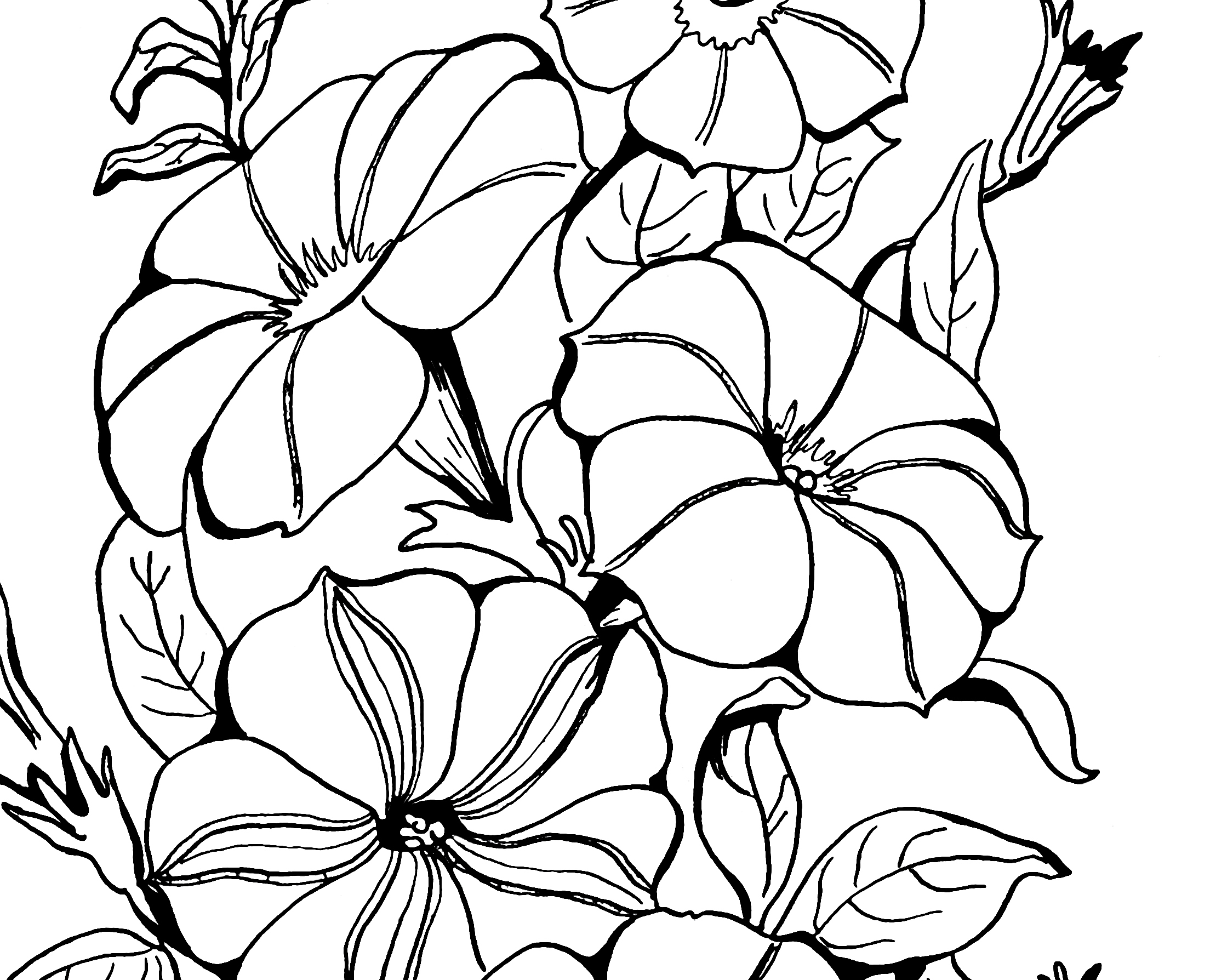 Petunia Flower Drawing Free download on ClipArtMag