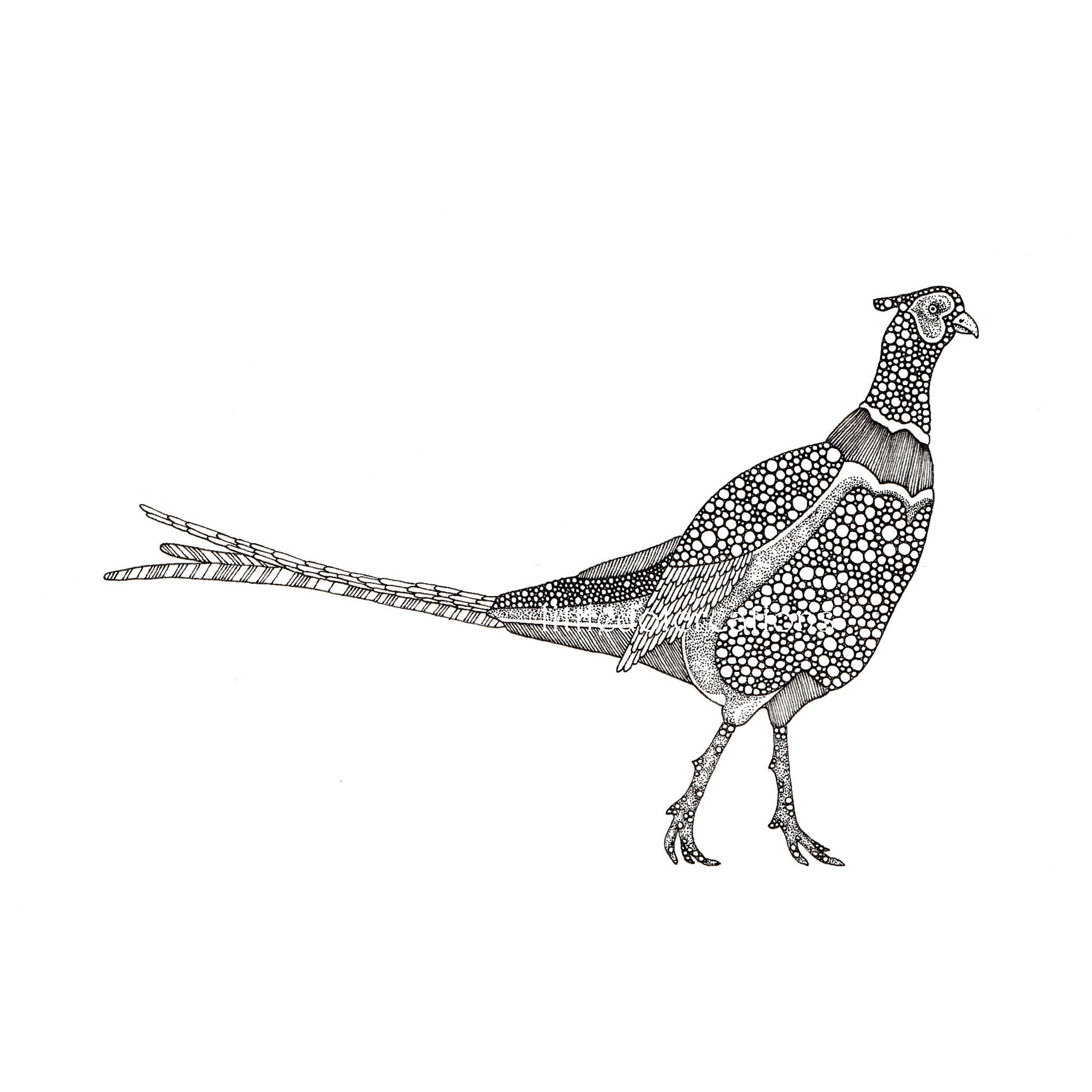 Pheasant Drawing | Free download on ClipArtMag