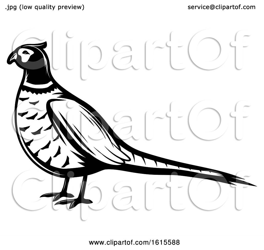 Collection of Pheasant clipart | Free download best Pheasant clipart on
