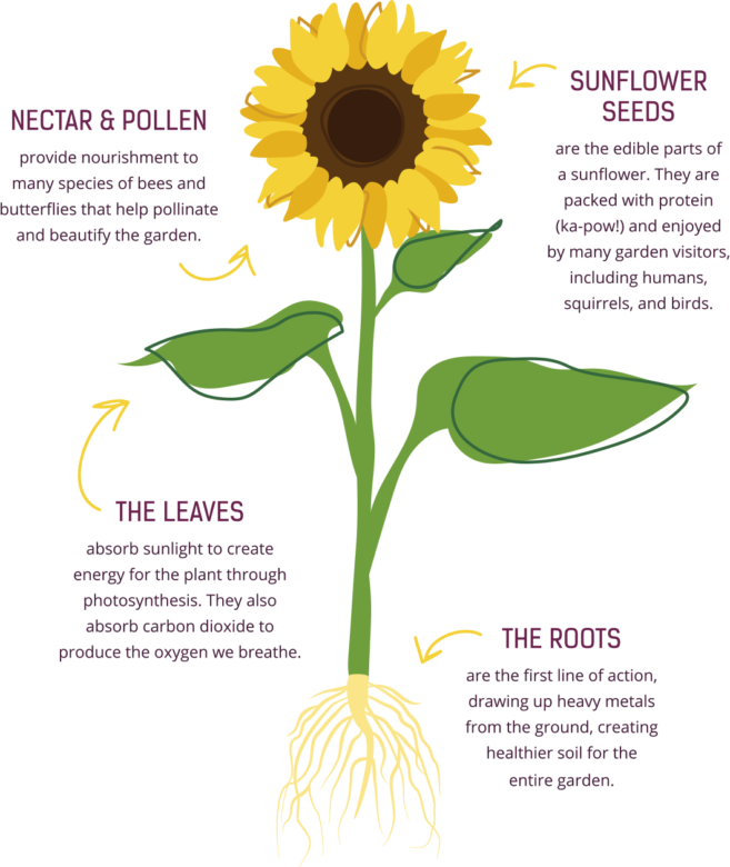 Photosynthesis Drawing | Free download on ClipArtMag