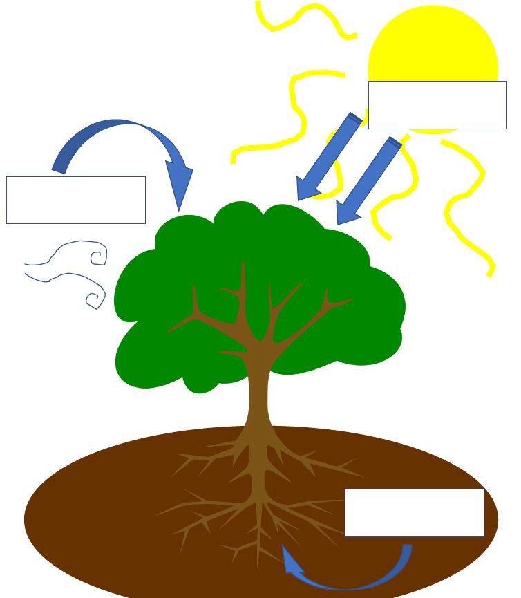 Photosynthesis Drawing | Free download on ClipArtMag