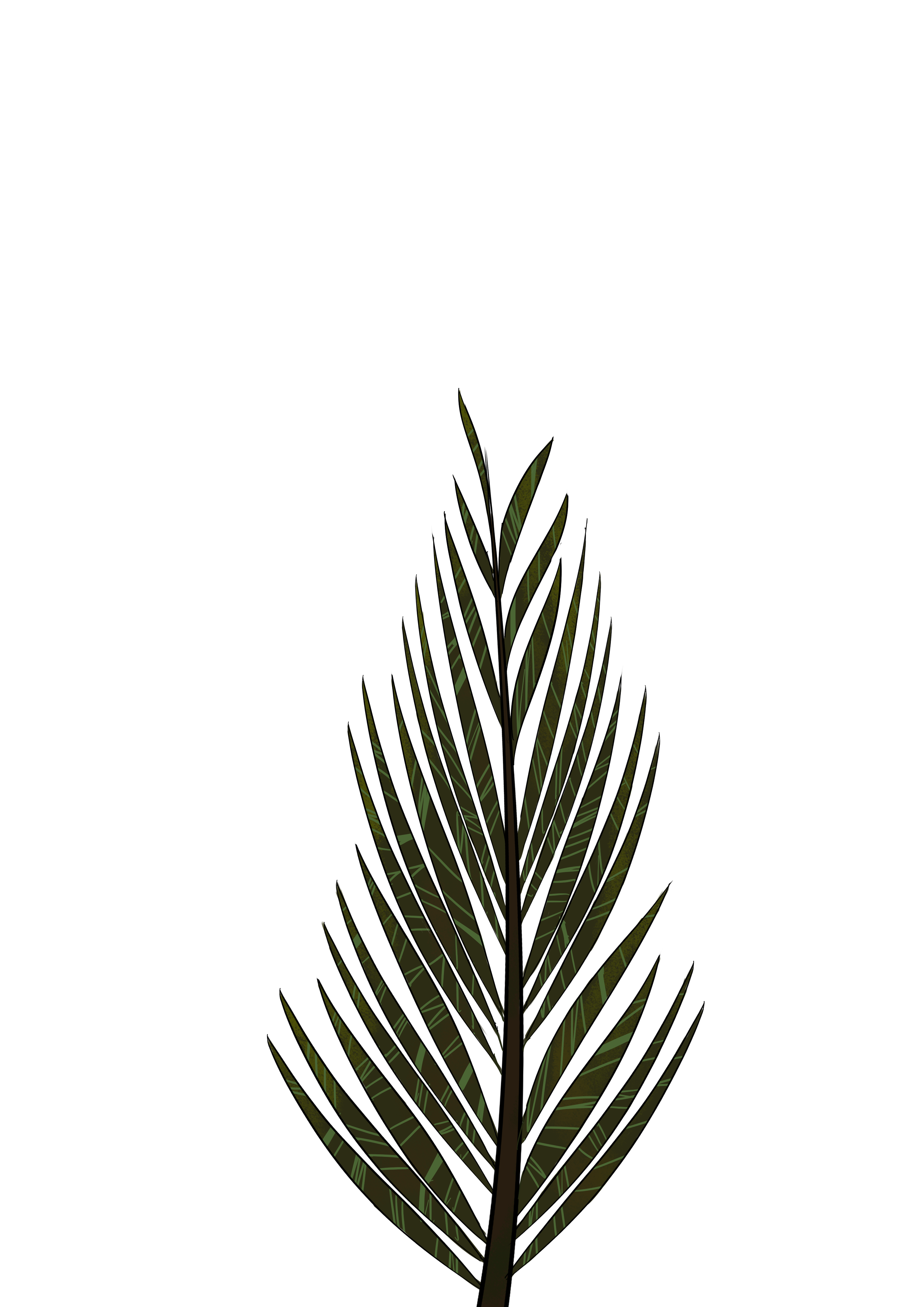 Pine Tree Drawing | Free download on ClipArtMag