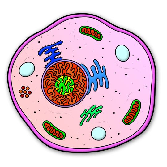 Collection of Cells clipart | Free download best Cells ...