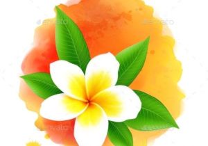 Plumeria Flower Drawing | Free download on ClipArtMag