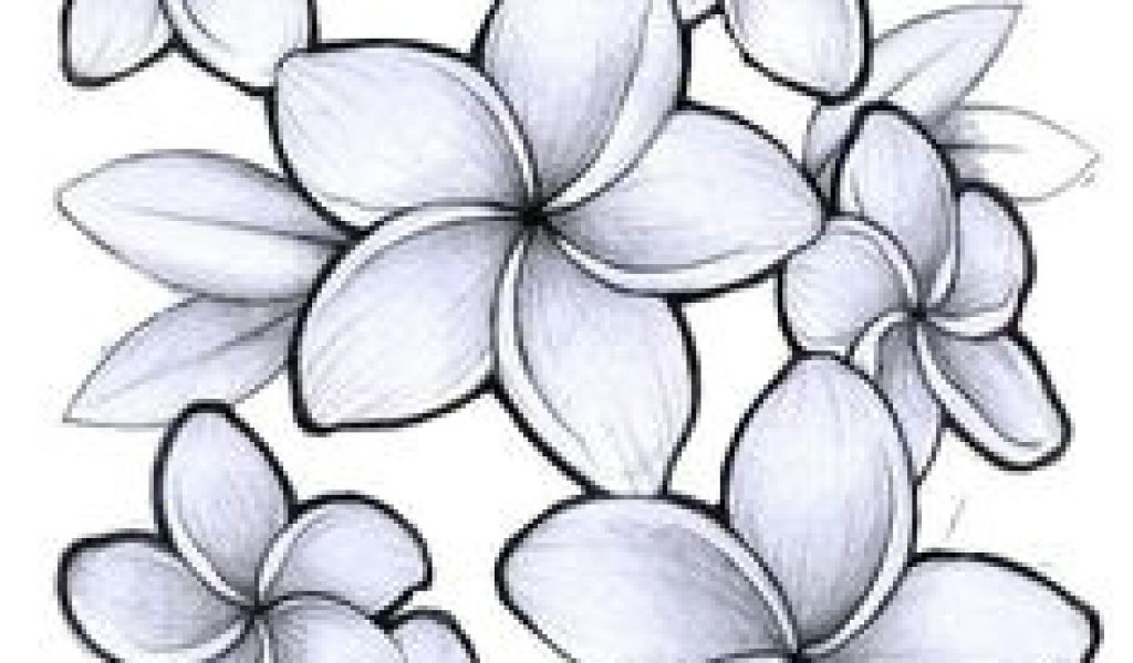 Creative Plumeria Flowers Drawing Sketch with Pencil
