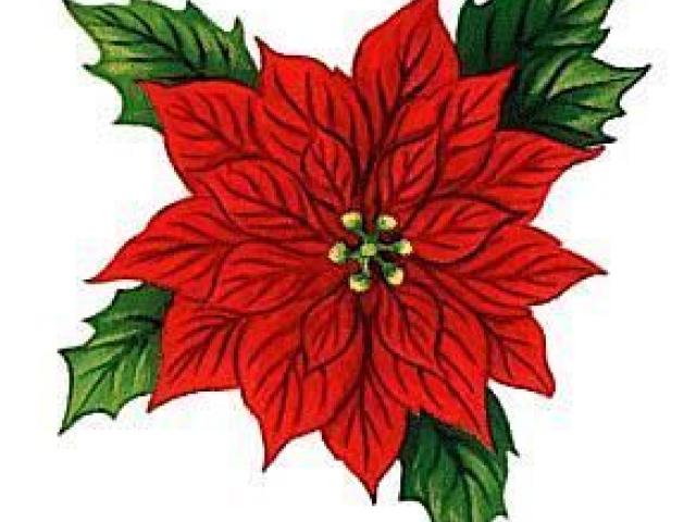 Poinsettia Flower Drawing | Free download on ClipArtMag