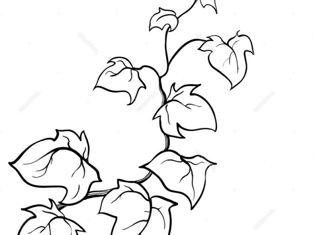 Poison Ivy Plant Drawing | Free download on ClipArtMag