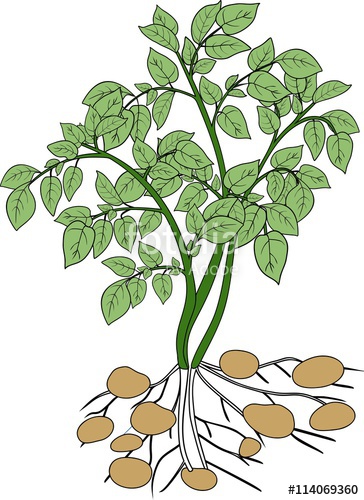 Potato Plant Drawing | Free download on ClipArtMag