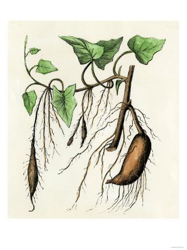 Potato Plant Drawing | Free download on ClipArtMag