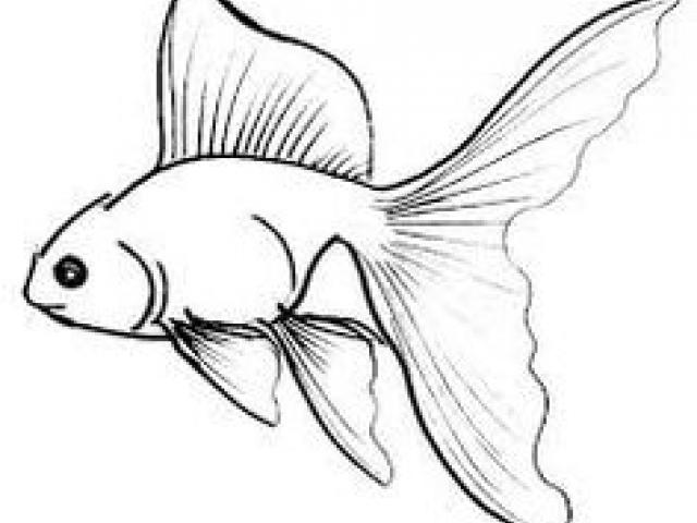 Pretty Fish Drawing | Free download on ClipArtMag