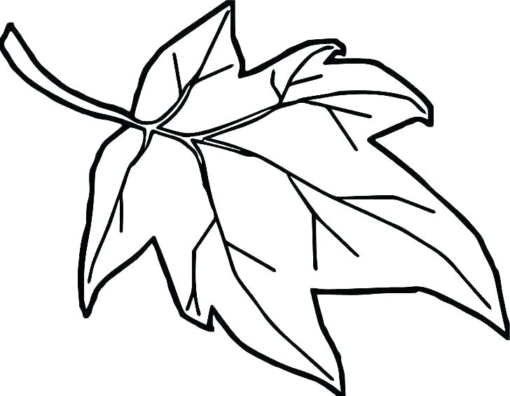 Pumpkin Leaves Drawing | Free download on ClipArtMag