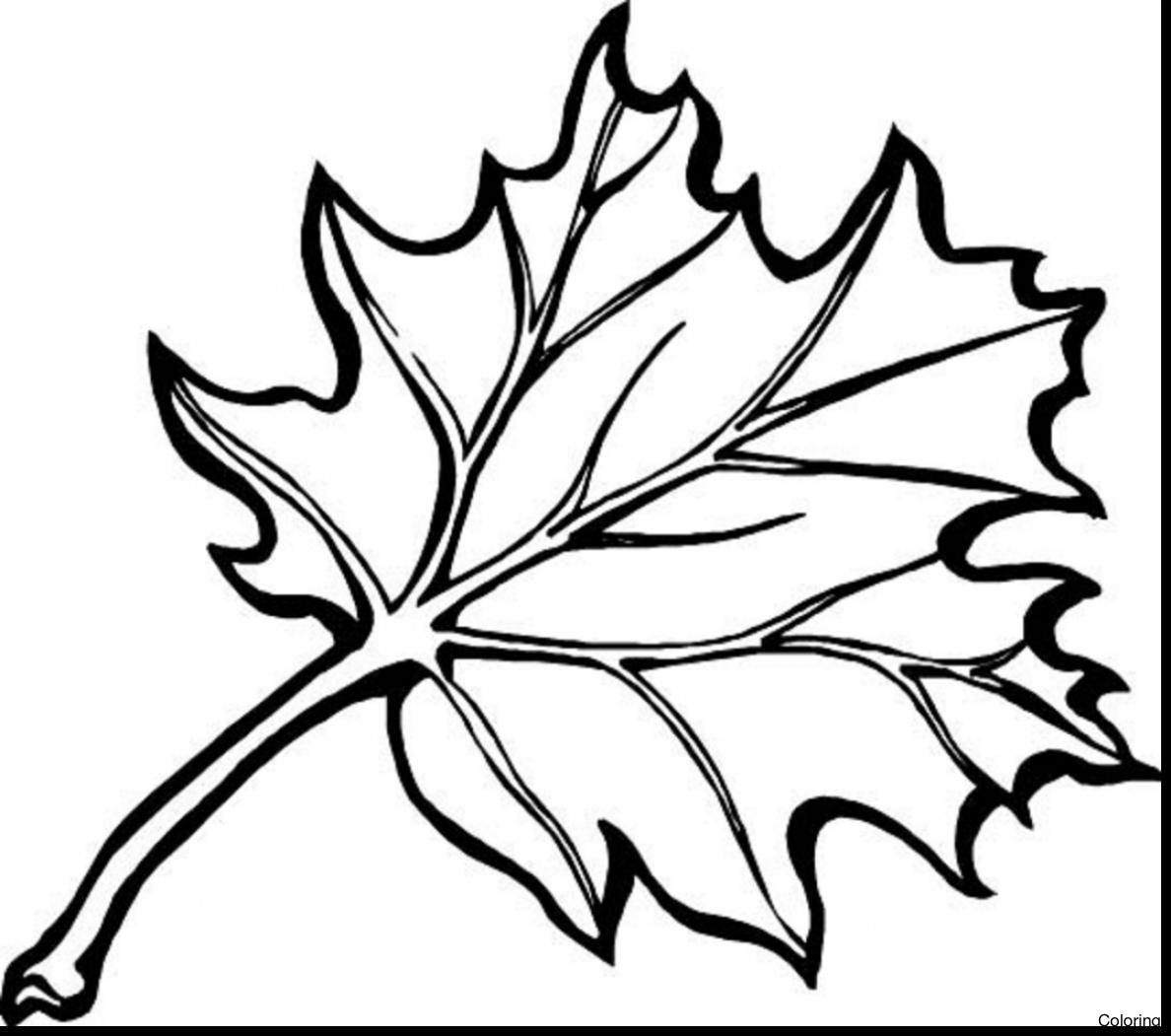 pumpkin-leaves-drawing-free-download-on-clipartmag