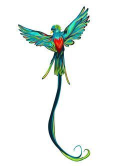 Quetzal Bird Drawing | Free download on ClipArtMag