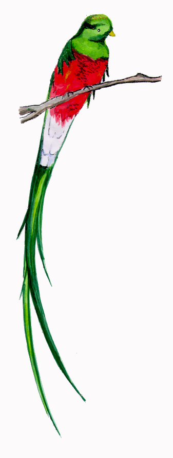 Quetzal Bird Drawing | Free download on ClipArtMag