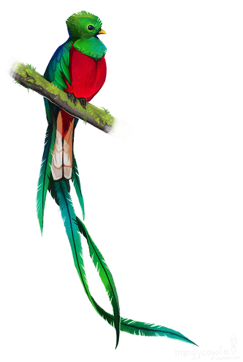 Quetzal Bird Drawing | Free download on ClipArtMag