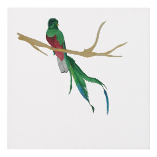 Quetzal Bird Drawing | Free download on ClipArtMag