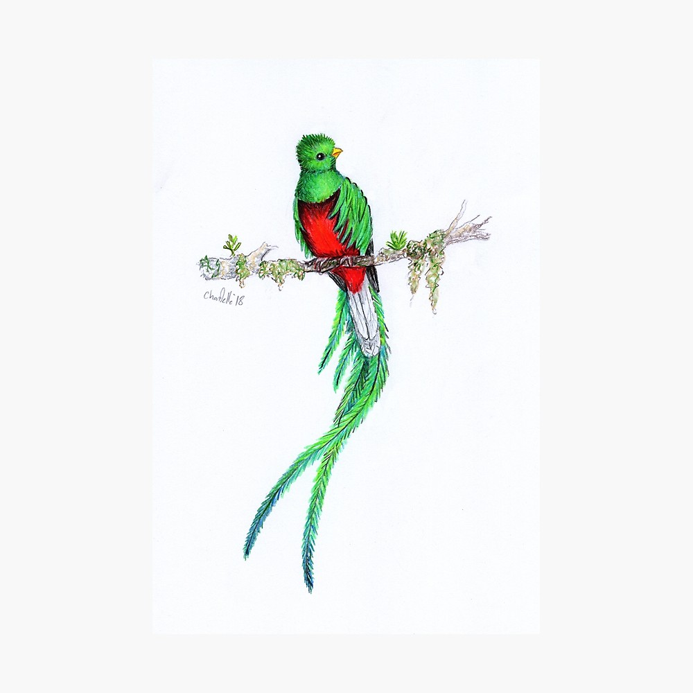 Quetzal Mayan Sketch Image Result For Quetzal Maya Quetzal Fine Art