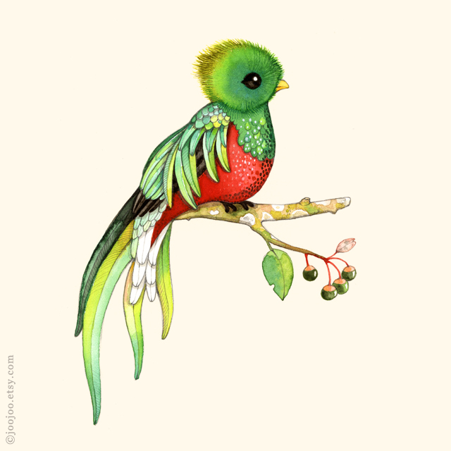 Quetzal Bird Drawing | Free download on ClipArtMag