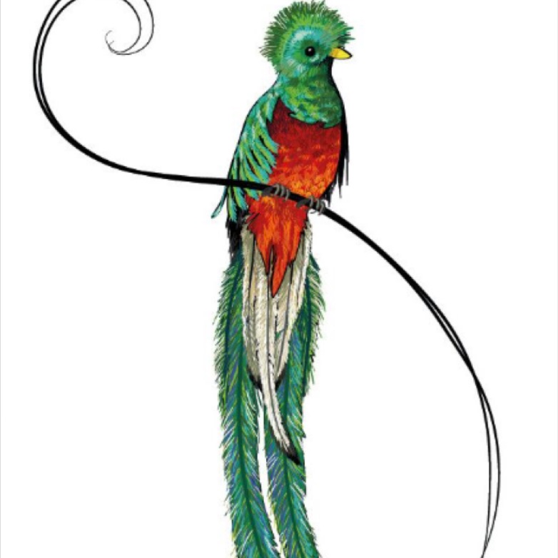 Quetzal Bird Drawing | Free download on ClipArtMag