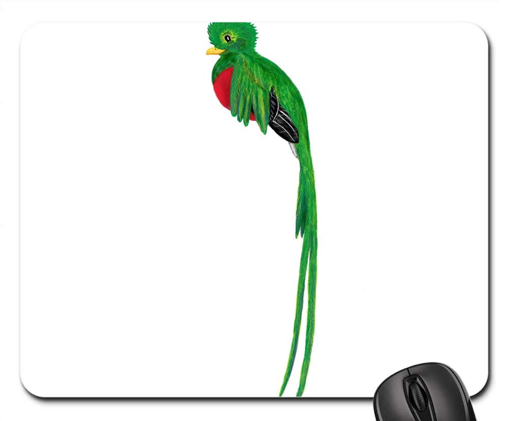 Quetzal Bird Drawing | Free download on ClipArtMag