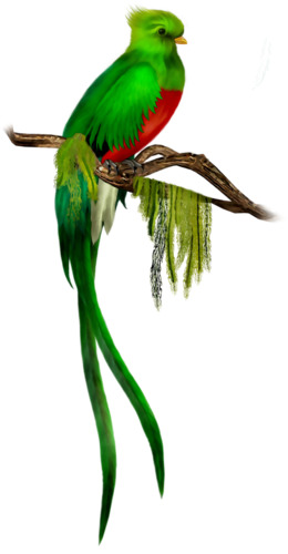 Quetzal Bird Drawing | Free download on ClipArtMag