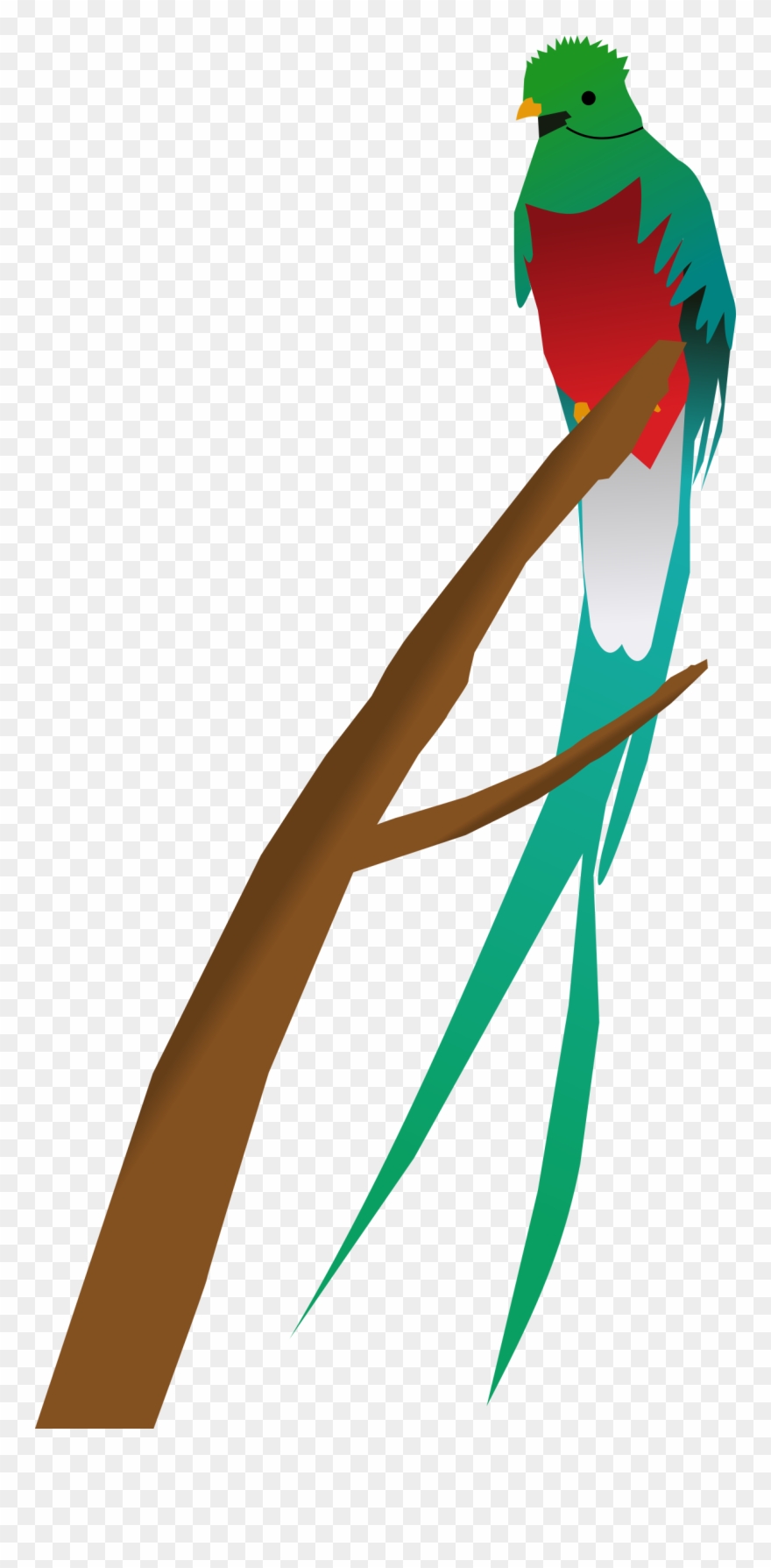 Quetzal Bird Drawing | Free download on ClipArtMag