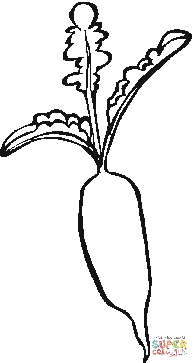 Radish Drawing | Free download on ClipArtMag