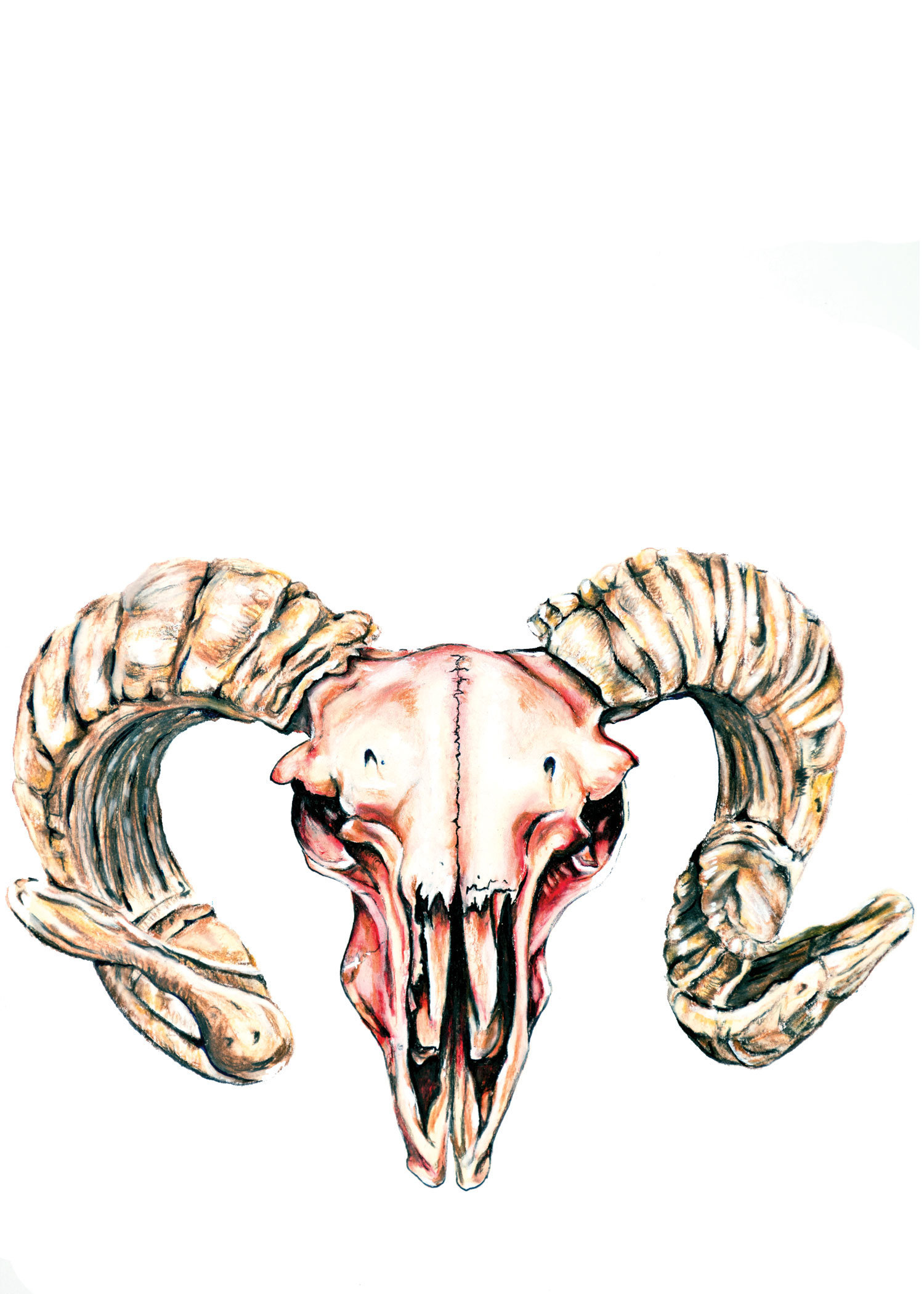 Ram Skull Drawing | Free download on ClipArtMag