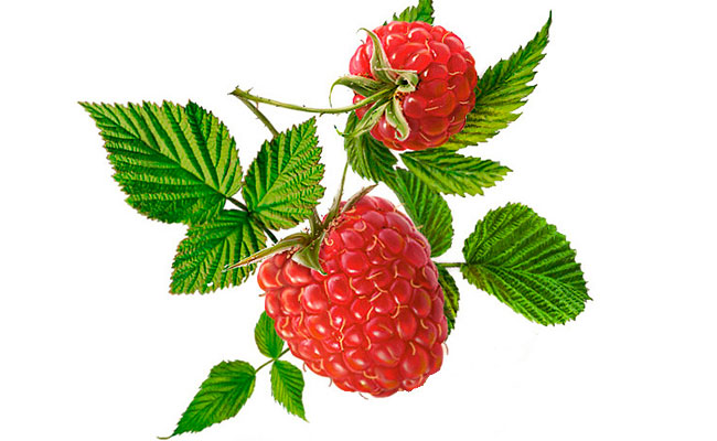 Raspberry Drawing | Free download on ClipArtMag