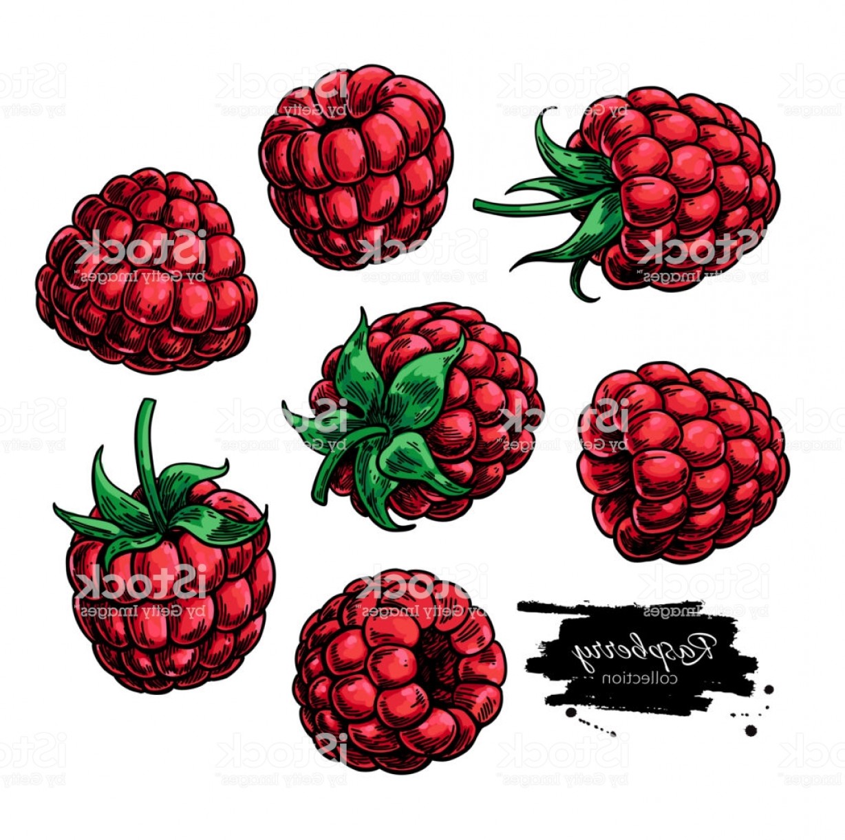 Raspberry Drawing | Free download on ClipArtMag