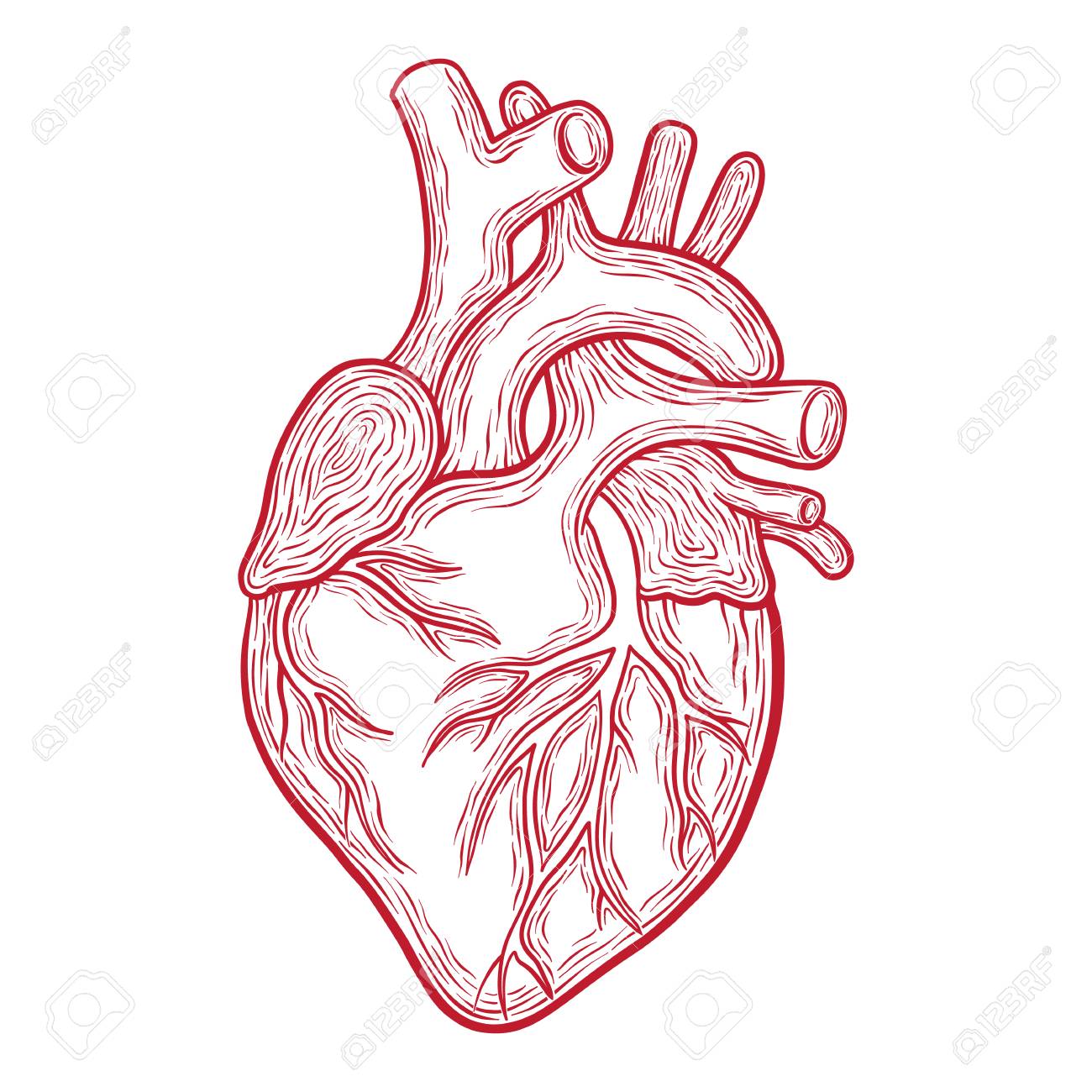 simple anatomical heart drawing