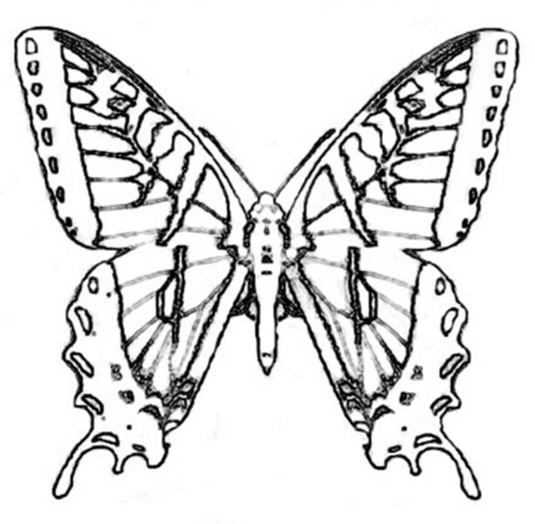 Realistic Butterfly Drawing | Free download on ClipArtMag