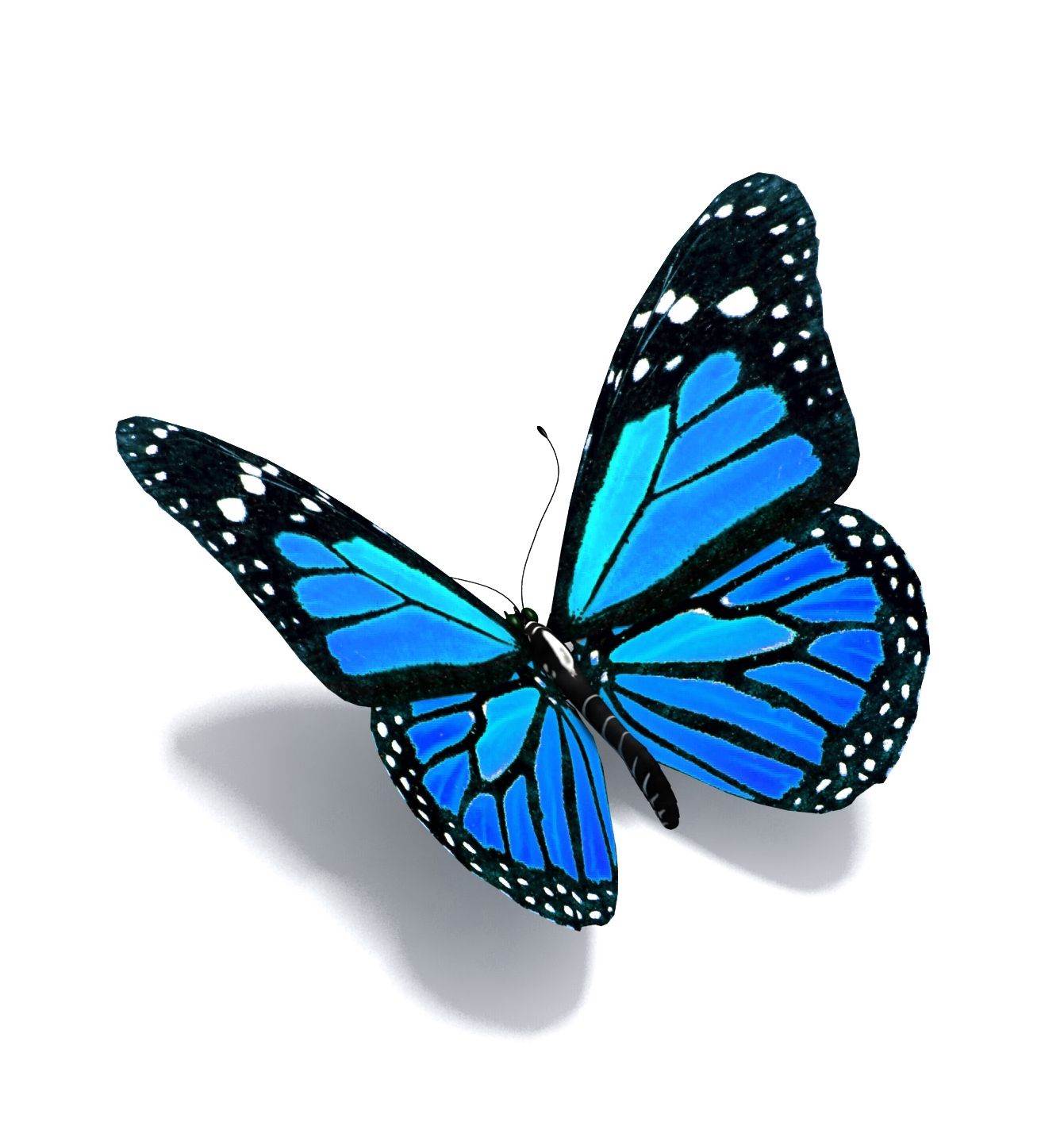painting-34-realistic-butterfly-drawing-outline-background