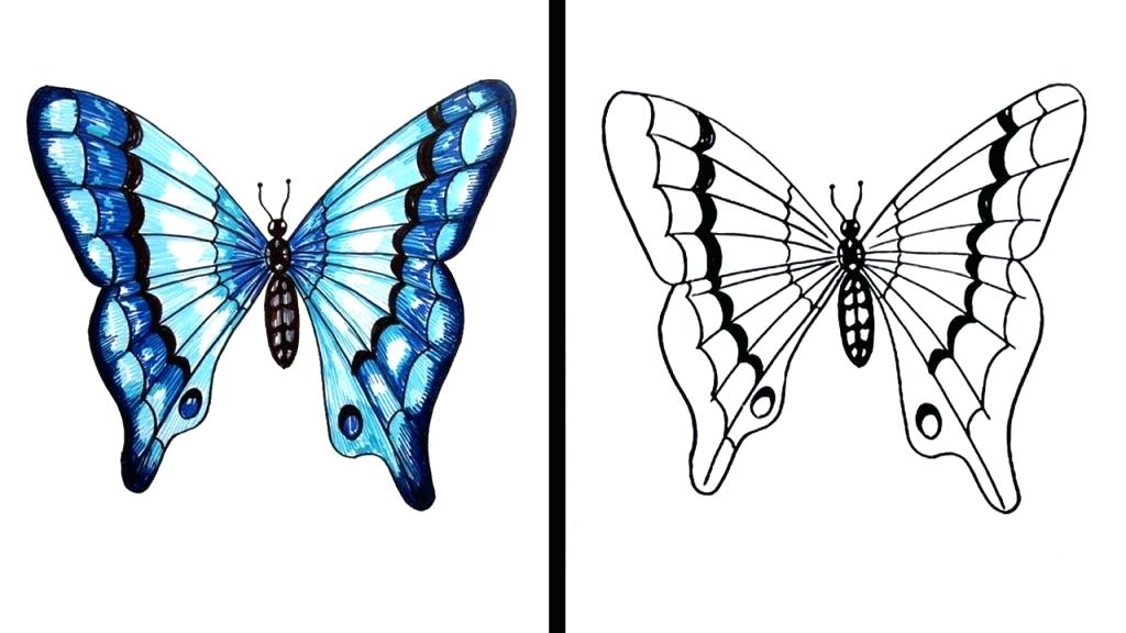 Realistic Butterfly Drawing | Free download on ClipArtMag