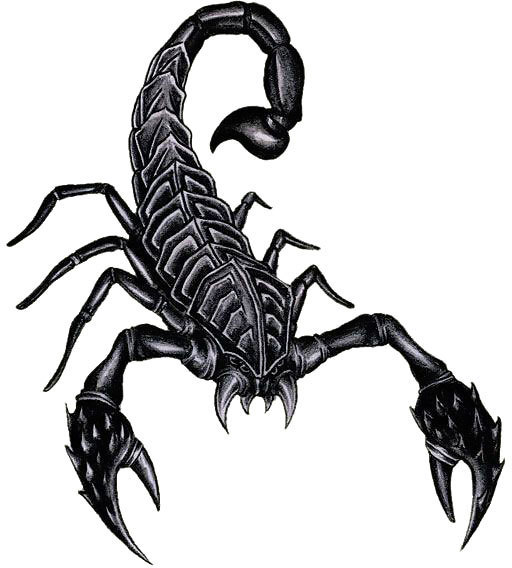 Realistic Scorpion Drawing Free Download On Clipartmag