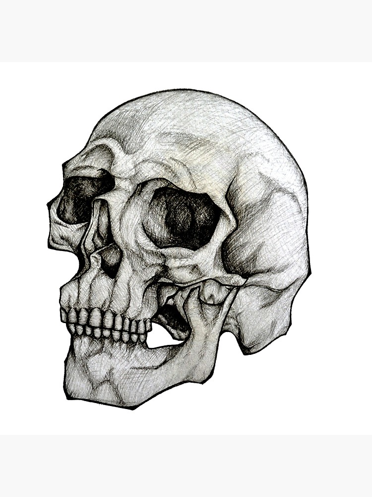 Realistic Skull Drawing | Free download on ClipArtMag