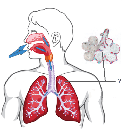 Respiratory System Drawing | Free download on ClipArtMag