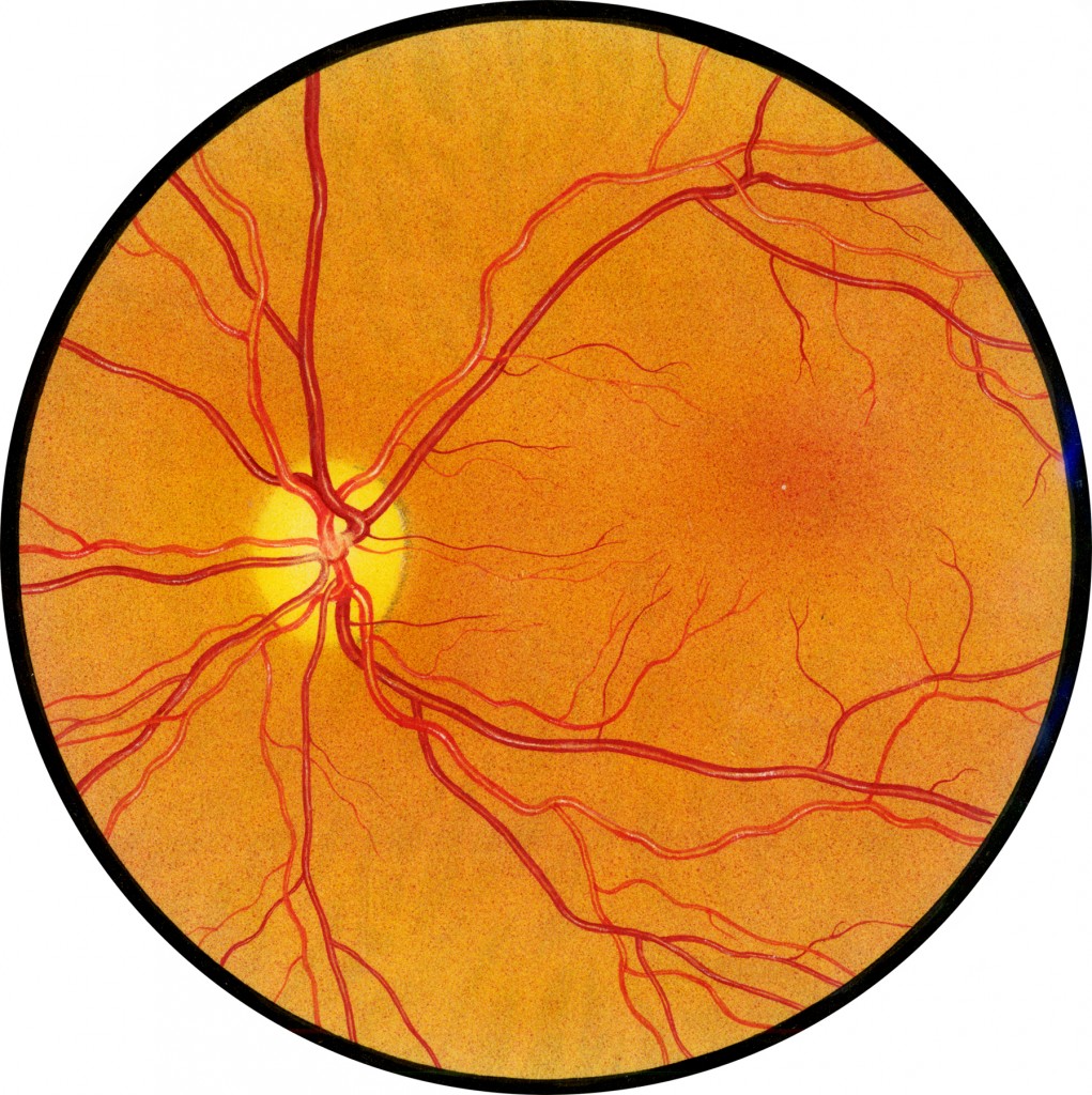 retinal-drawing-free-download-on-clipartmag