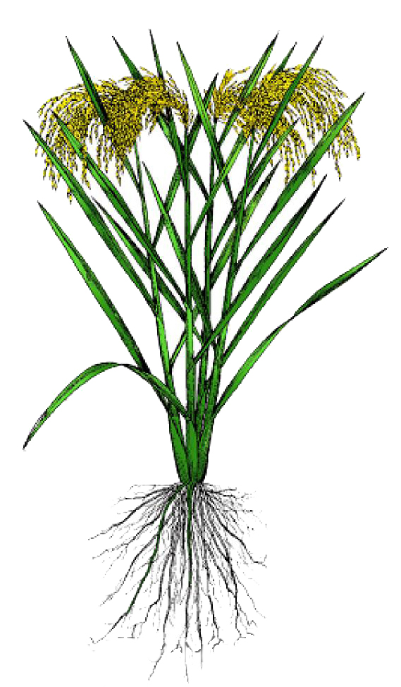 Rice Plant Drawing Free download on ClipArtMag