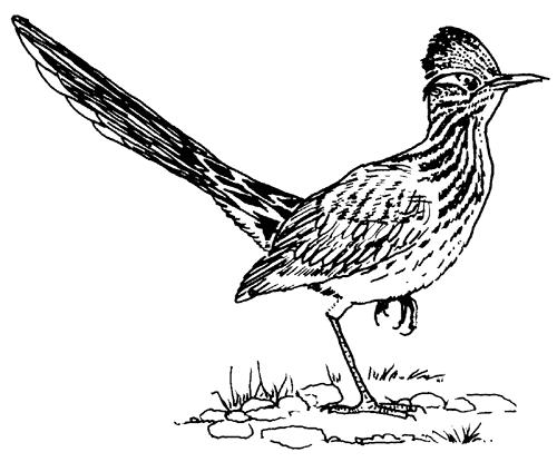 Roadrunner Bird Drawing | Free download on ClipArtMag