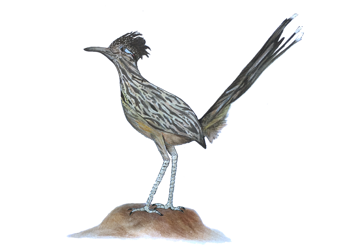 Roadrunner Bird Drawing | Free download on ClipArtMag