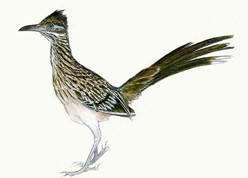 Roadrunner Bird Drawing | Free download on ClipArtMag