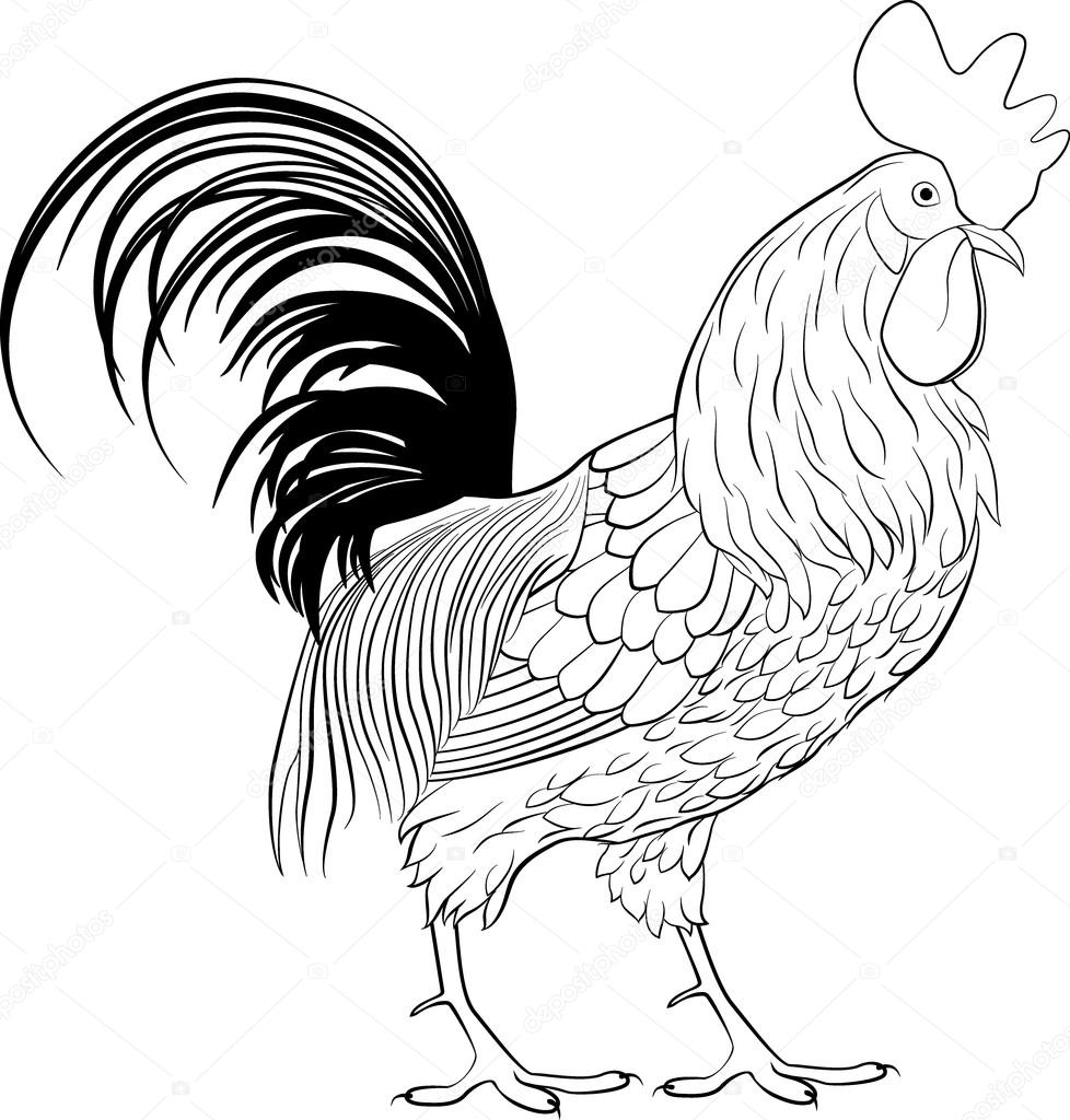 Rooster Fight Drawing | Free download on ClipArtMag