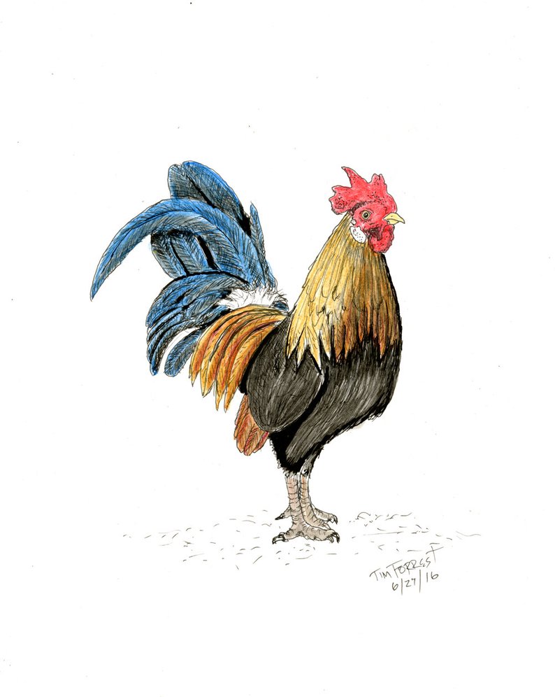 Rooster Fight Drawing | Free download on ClipArtMag