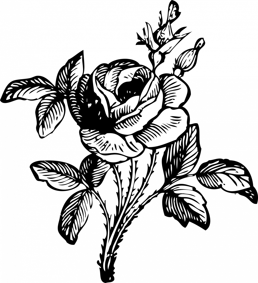 Rose Bush Drawing | Free download on ClipArtMag